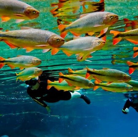 Recanto Ecológico Rio da Prata