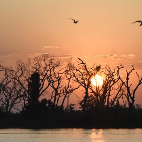 Pantanal-Tempo-Foto-Bruno-Rezende-15-730x480